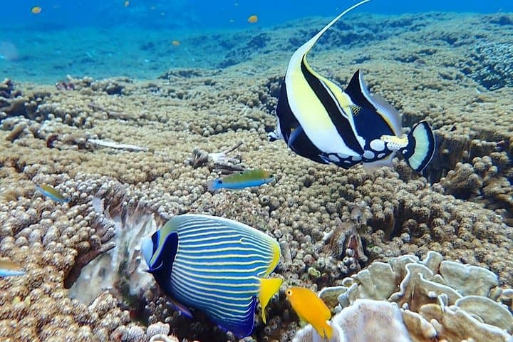 Full-Day Similan Islands Speedboat Tour from Phuket – Snorkel with Turtles & Sail Rock Hike photo 4