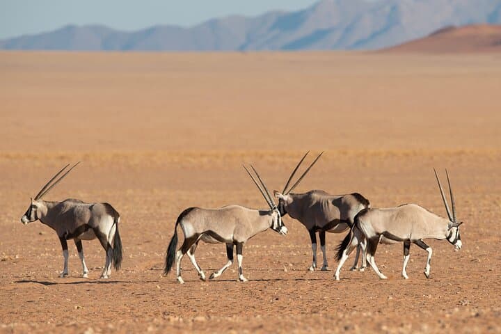 11-Day Private Namibia Explorer: Sossusvlei, Swakopmund & Etosha Safari photo 3