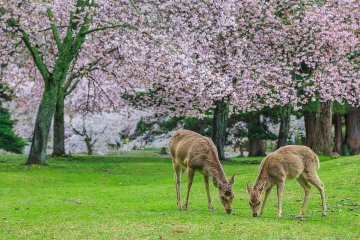 Private Kyoto and Nara Day Tour with English Driver — Fushimi Inari, Todaiji & Arashiyama