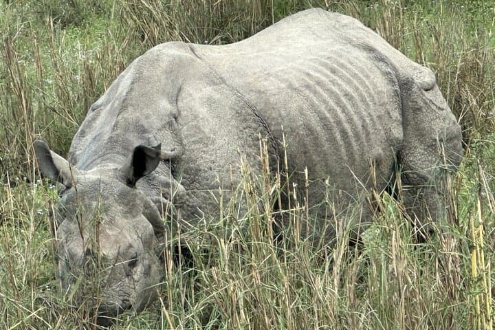 Chitwan Jungle Safari: 3-Day All-Inclusive Wildlife Tour from Kathmandu photo 4