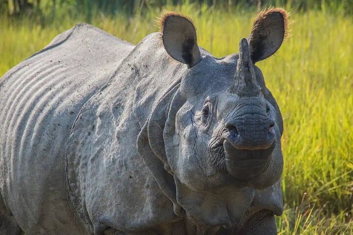 Chitwan Jungle Safari: 3-Day All-Inclusive Wildlife Tour from Kathmandu