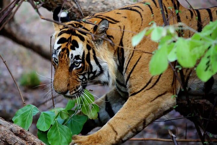 Chitwan Jungle Safari: 3-Day All-Inclusive Wildlife Tour from Kathmandu photo 3