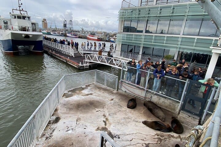 Robben Island Half-Day Tour: Ferry, Prison, and Penguin Encounters from Cape Town photo 4