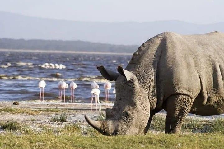 Lake Nakuru and Naivasha Day Tour: Game Drive and Boat Ride from Nairobi