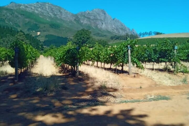 Cheetah Outreach & Winelands Full-Day Tour from Cape Town photo 4