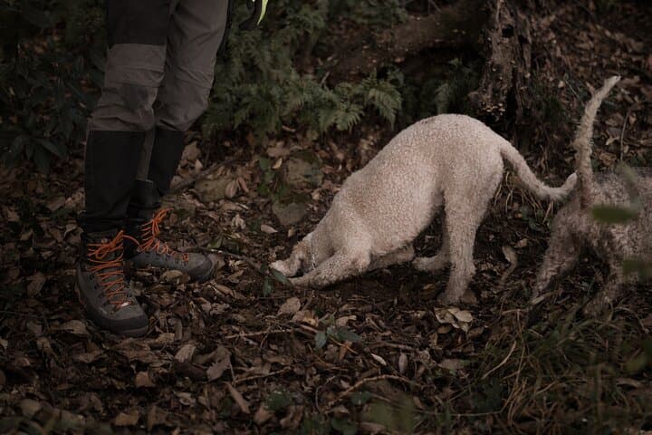 Truffle Hunting and Gourmet Lunch in Rome's Countryside photo 5