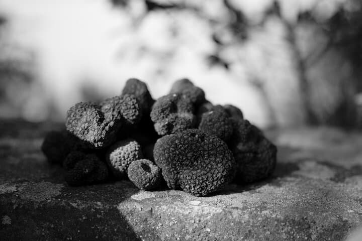 Truffle Hunting and Gourmet Lunch in Rome's Countryside photo 6