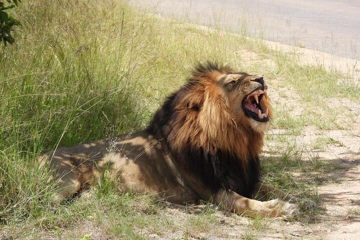 Murchison Falls 3-Day Big Five Safari and Nile Boat Cruise