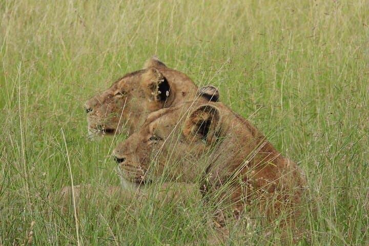 Murchison Falls 3-Day Big Five Safari and Nile Boat Cruise photo 2