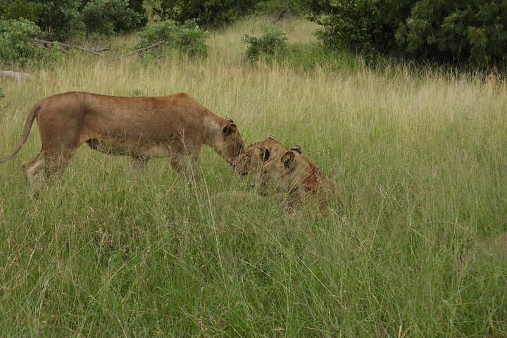 Murchison Falls 3-Day Big Five Safari and Nile Boat Cruise photo 3