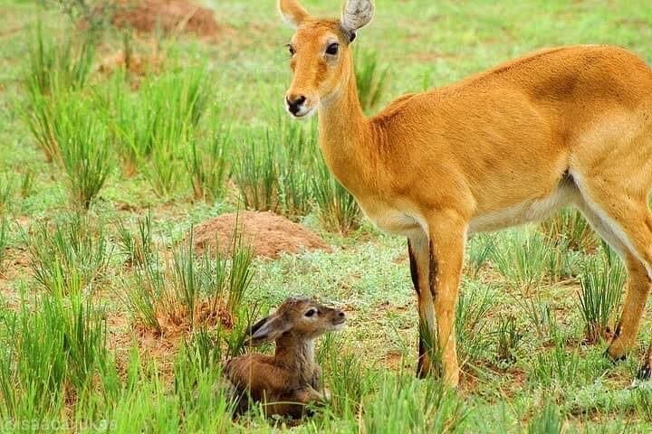 Murchison Falls 3-Day Big Five Safari and Nile Boat Cruise photo 4
