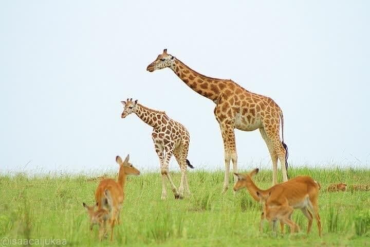 Murchison Falls 3-Day Big Five Safari and Nile Boat Cruise photo 5
