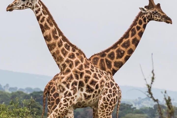Murchison Falls 3-Day Big Five Safari and Nile Boat Cruise photo 6