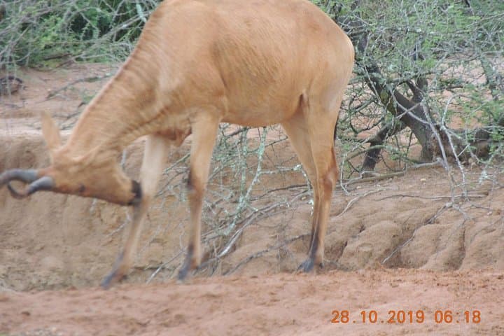 2-Day Murchison Falls Wildlife Safari: Boat Cruise, Game Drives & Nile Falls Experience photo 1