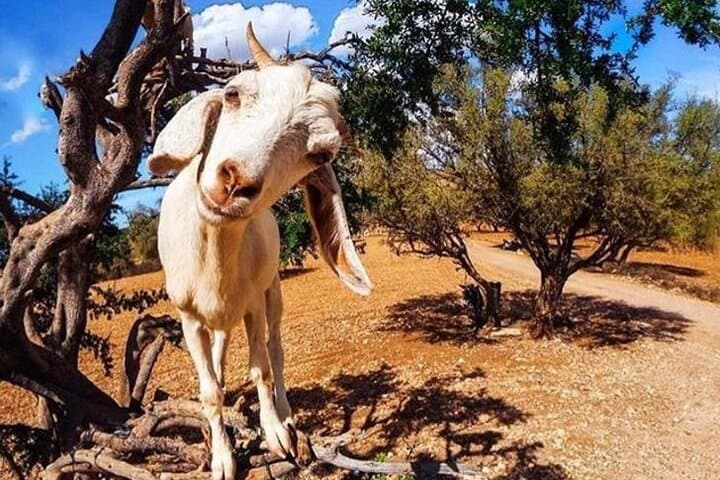 Agadir's Tree-Climbing Goats and Crocoparc: Half-Day Wildlife & Botanical Tour