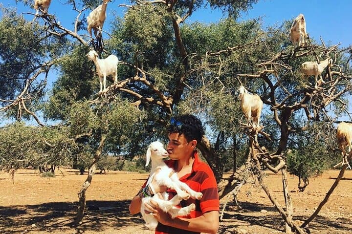 Agadir's Tree-Climbing Goats and Crocoparc: Half-Day Wildlife & Botanical Tour photo 2