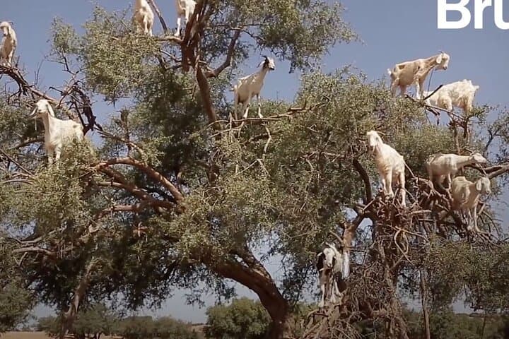 Agadir's Tree-Climbing Goats and Crocoparc: Half-Day Wildlife & Botanical Tour photo 3