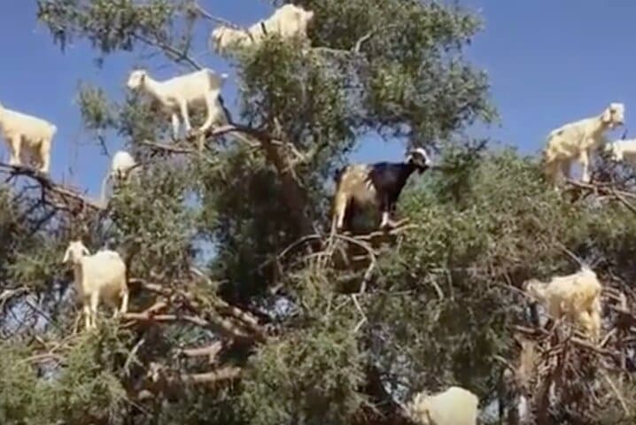 Agadir's Tree-Climbing Goats and Crocoparc: Half-Day Wildlife & Botanical Tour photo 4