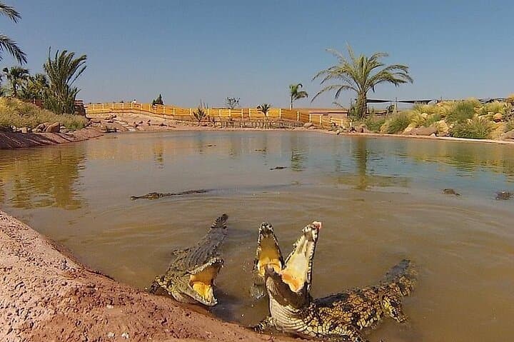Agadir's Tree-Climbing Goats and Crocoparc: Half-Day Wildlife & Botanical Tour photo 6