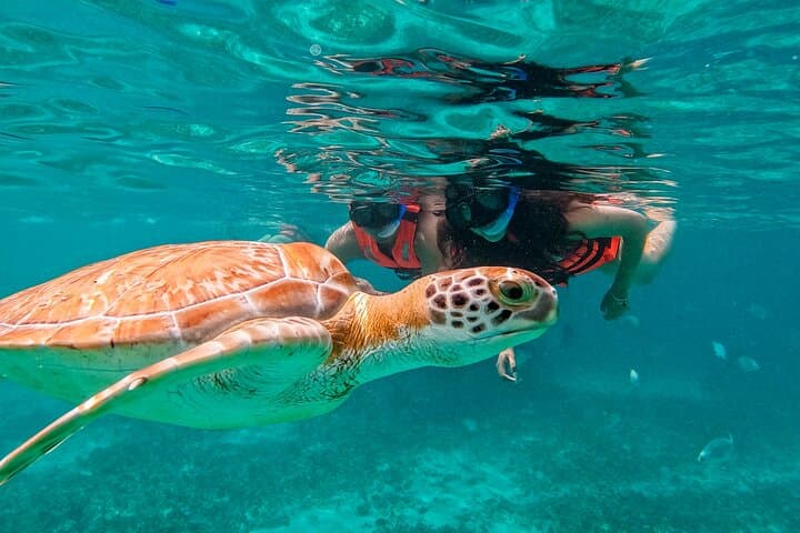 Two-Hour Snorkel on Tulum Reef — Swim with Turtles & Rays