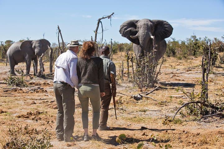 3-Day Etosha National Park Safari from Windhoek — Okaukuejo Game Drives & Waterhole Viewing