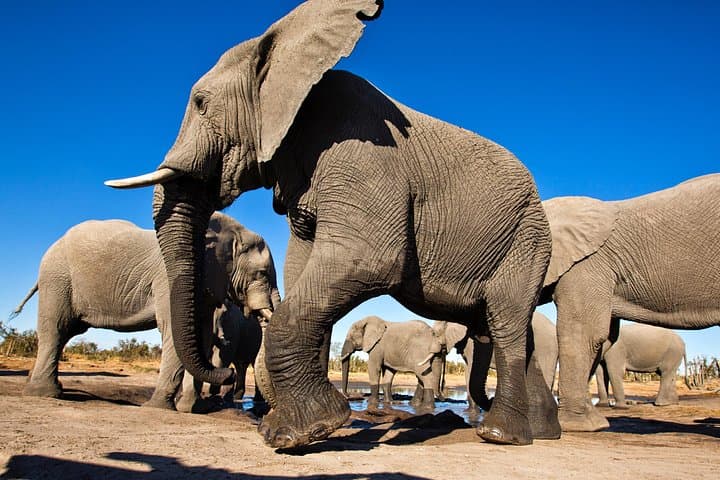 Full-Day Private Pilanesberg Safari: Big Five Game Drive from Johannesburg photo 3