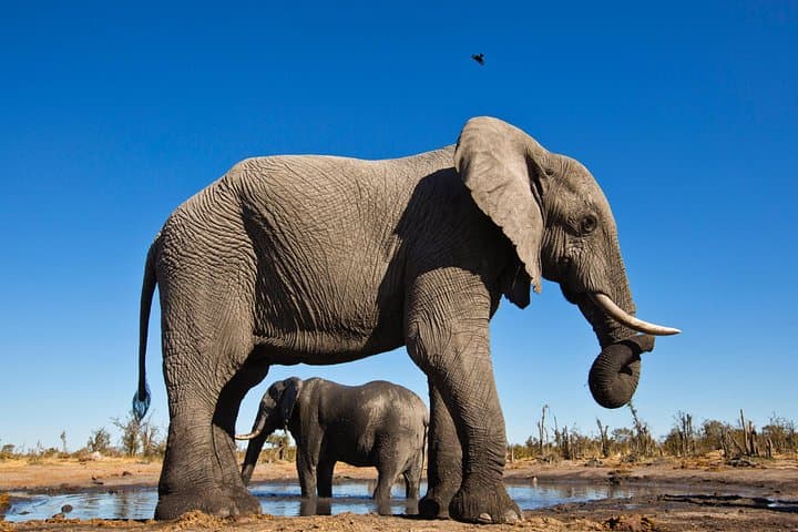 Full-Day Private Pilanesberg Safari: Big Five Game Drive from Johannesburg photo 4