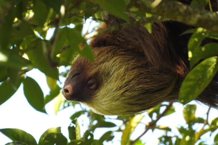 Sloth Watching in Arenal — Easy Guided 800m Nature Walk in La Fortuna photo 4