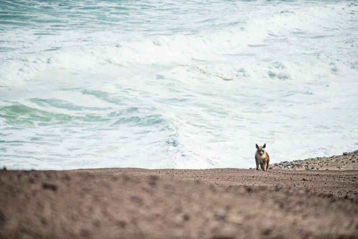 Sandwich Harbour 4x4 Desert and Ocean Safari from Walvis Bay photo 5