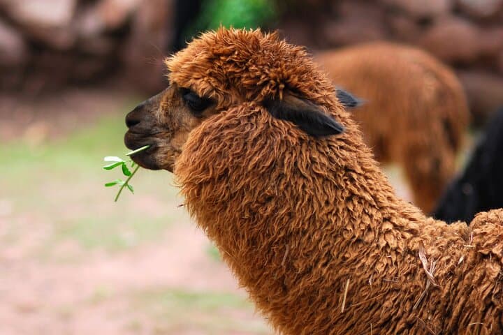 5-Day Peru: Lima, Cusco, Sacred Valley & Machu Picchu Tour