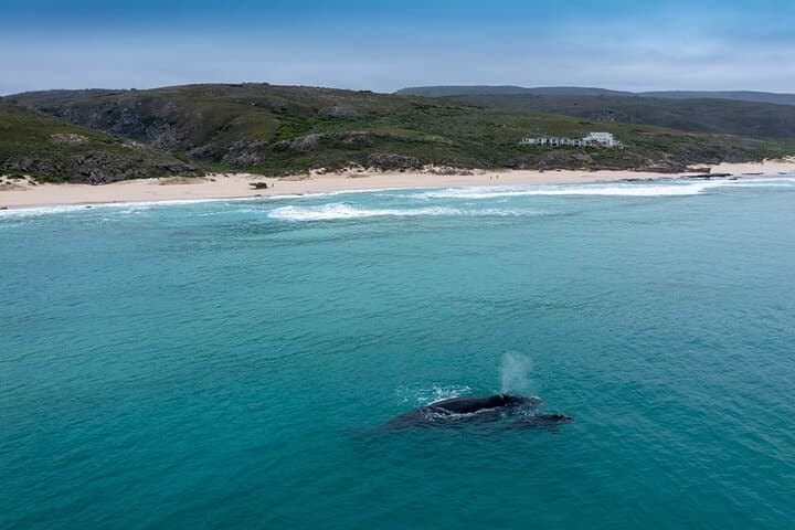 Cape Town Scenic Helicopter Flight Over Table Mountain & Robben Island photo 3