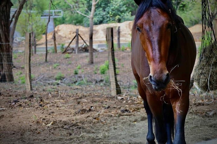 Horseback Riding Lessons at Finca Don Tricia — Learn to Ride in Guanacaste photo 1