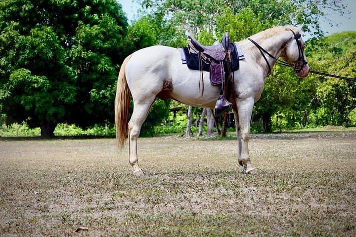 Horseback Riding Lessons at Finca Don Tricia — Learn to Ride in Guanacaste photo 3