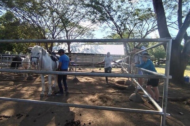 Guanacaste Cowboy Experience: Beginner Equestrian Classes in Costa Rica photo 6