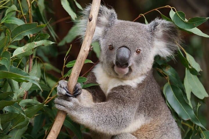 Brisbane in 6 Hours: Private City Tour of Mt Coot-tha, Lone Pine & South Bank