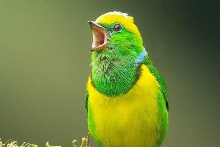 Monteverde Cloud Forest Birdwatching: Spotting Resplendent Quetzals & Emerald Toucanets