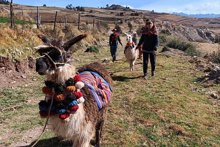 Llama Hiking & History Experience in the Cusco Highlands — ANDEAN COLORS Day Trek photo 2