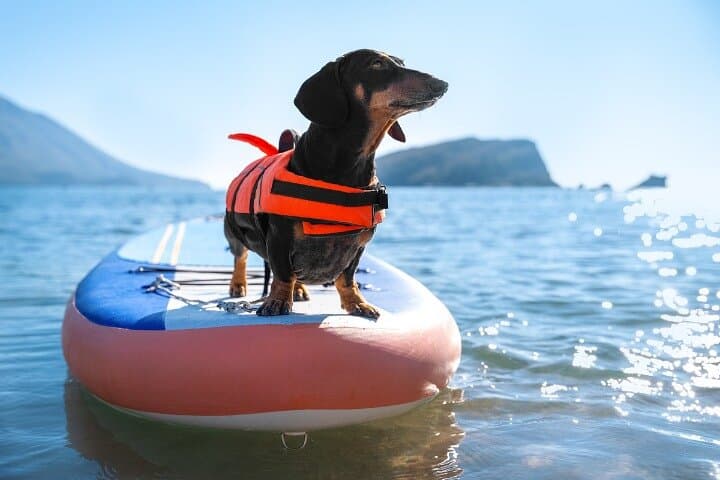 Paddle Shikotsu: SUP & Kayak Adventure on Japan’s Clearest Lake photo 5