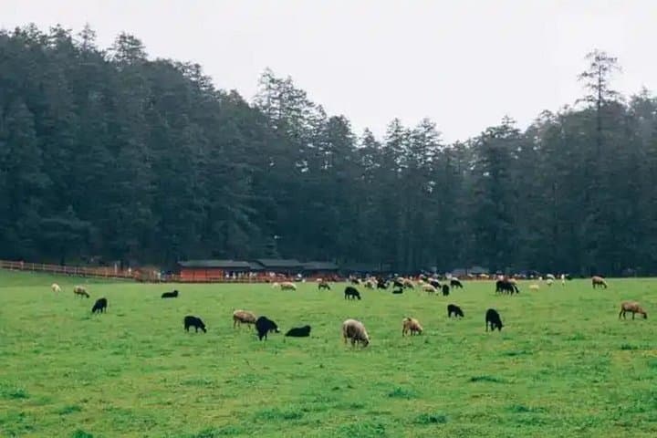 Jade Dragon Snow Mountain Scenic Train & Glacier Park Day Tour from Lijiang photo 3