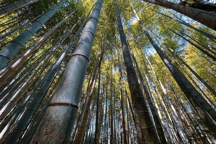 Arashiyama Bamboo Forest Walking Tour — Kyoto’s Bamboo Groves, Kameyama & Togetsukyo photo 2