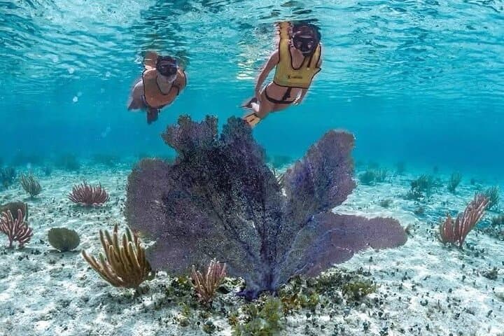 Cozumel Buggy Adventure: Mayan Ruins, Corn Village & Snorkel at Playa Uvas photo 5