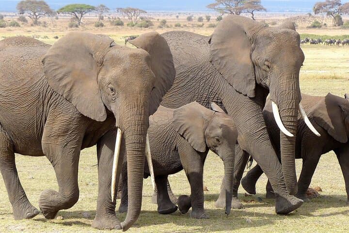 Amboseli Day Safari by 4x4 Landcruiser — Kilimanjaro Views & Elephant Encounters photo 4
