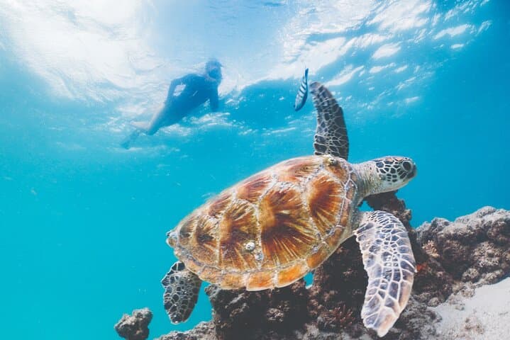 Moreton Island Scuba Dive Tour at Tangalooma — Day Trip from Brisbane photo 3