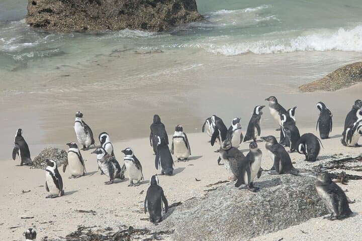 Cape Peninsula Full-Day Tour: Cape Point, Chapman's Peak & Boulders Beach Penguins