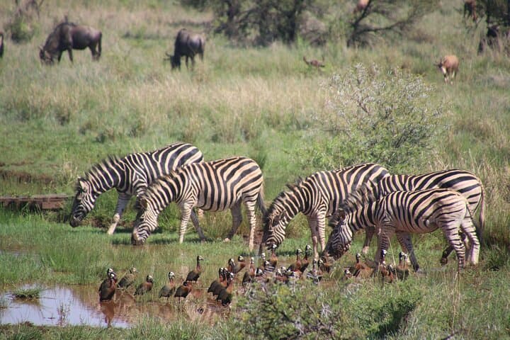 3-Day Budget Safari: Serengeti & Ngorongoro Shared Midrange Experience photo 5