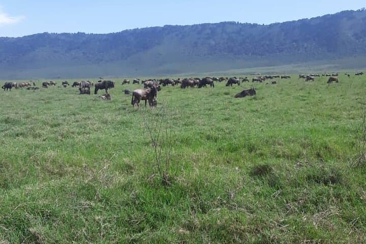 3-Day Budget Safari: Serengeti & Ngorongoro Shared Midrange Experience photo 6