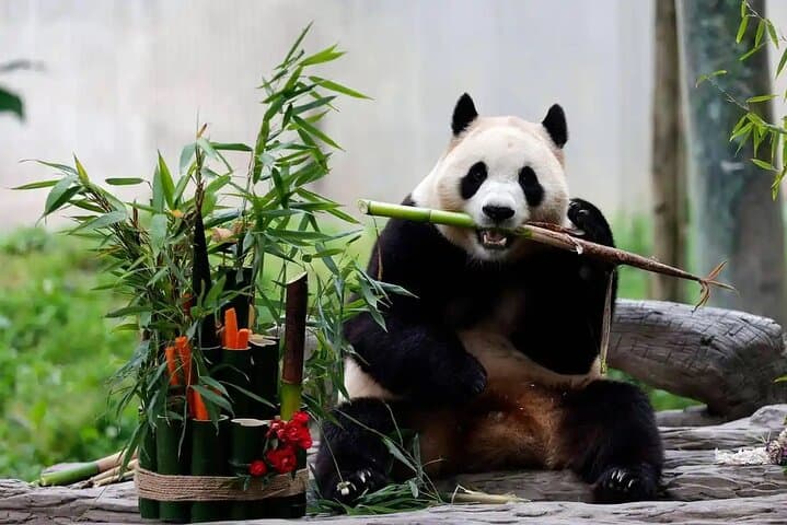 Beijing Panda House & Summer Palace Half-Day Private Tour: Pandas, Palace and Kunming Lake photo 2