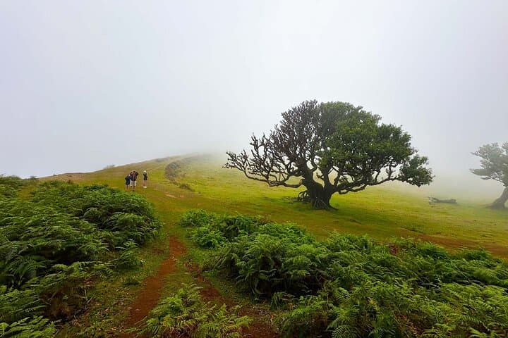Fanal Assobiadores: Paul da Serra to Fanal Laurissilva Walk