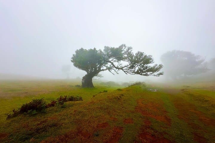 Fanal Assobiadores: Paul da Serra to Fanal Laurissilva Walk photo 3