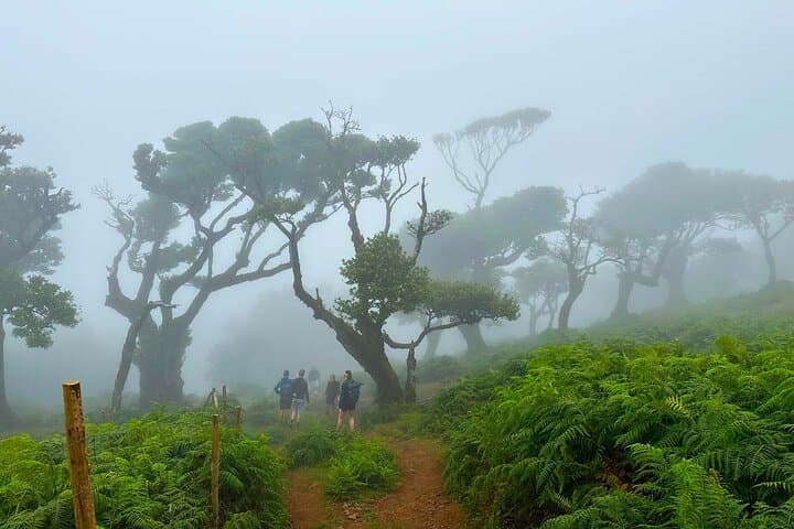 Fanal Assobiadores: Paul da Serra to Fanal Laurissilva Walk photo 5